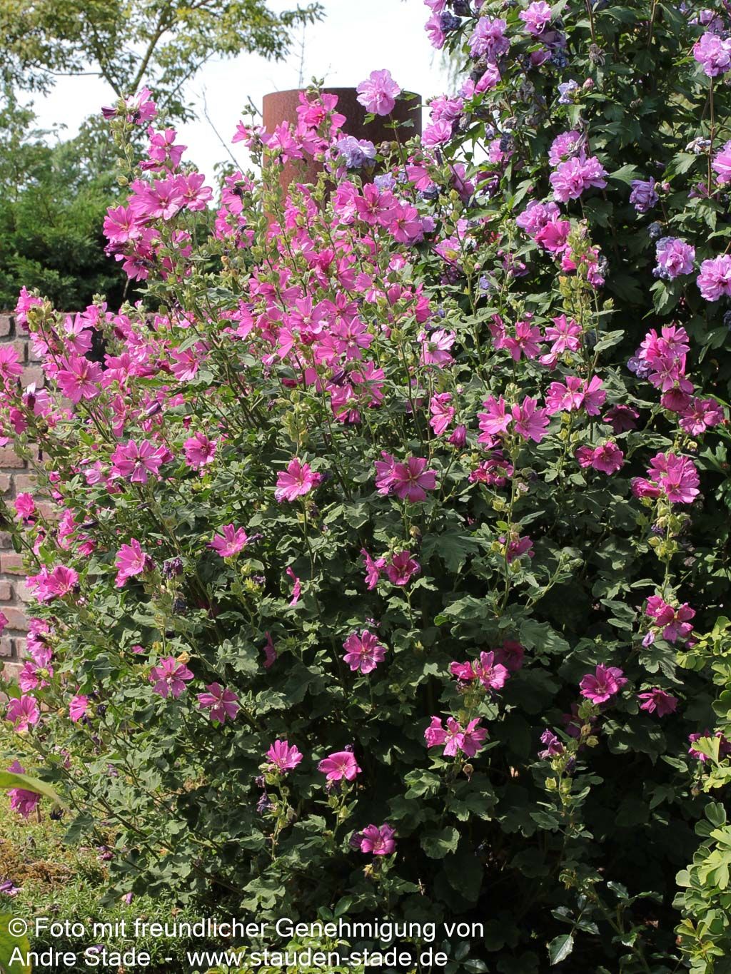 Buschmalve 'Burgundy Wine' (Lavatera x olbia)