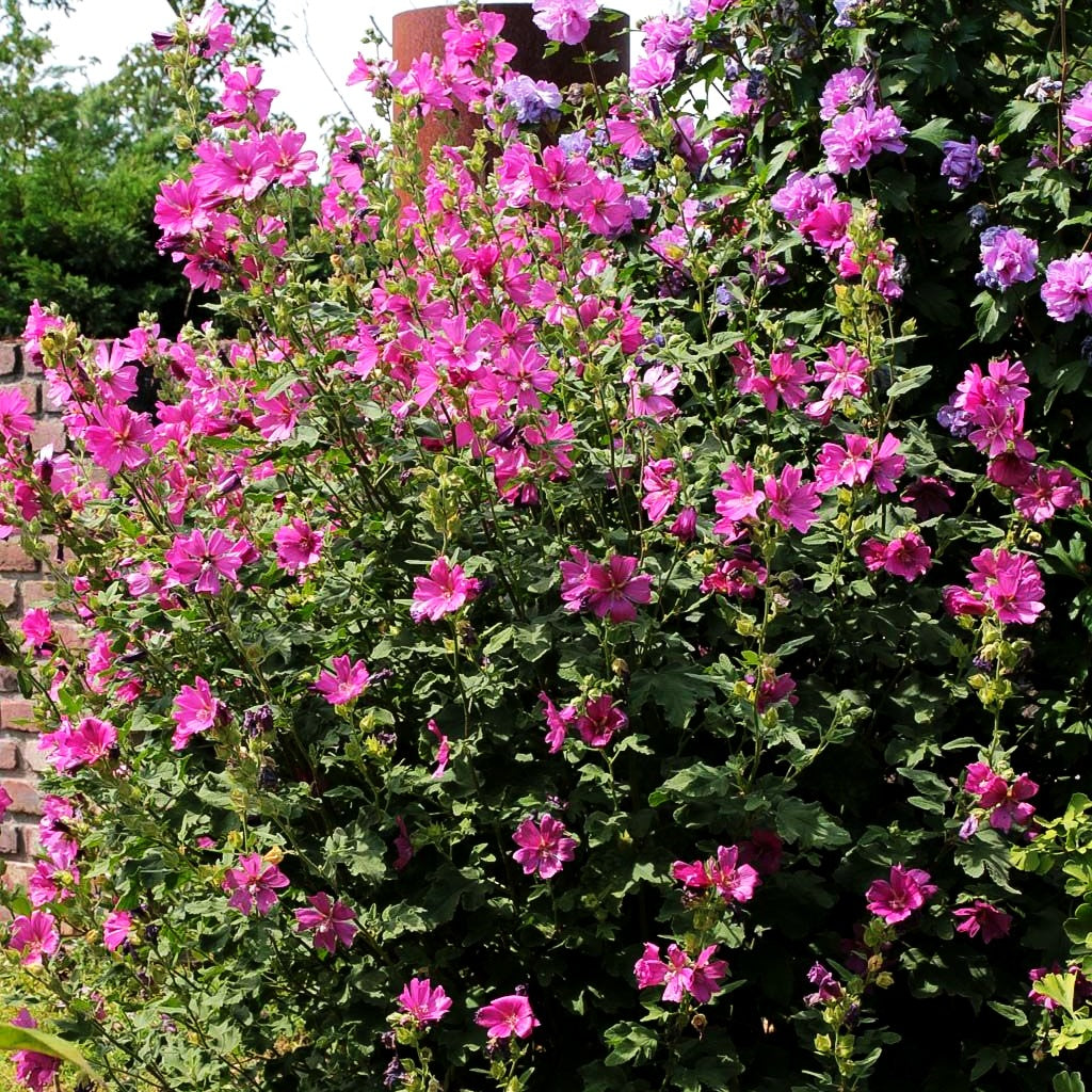 Buschmalve 'Burgundy Wine' (Lavatera x olbia)