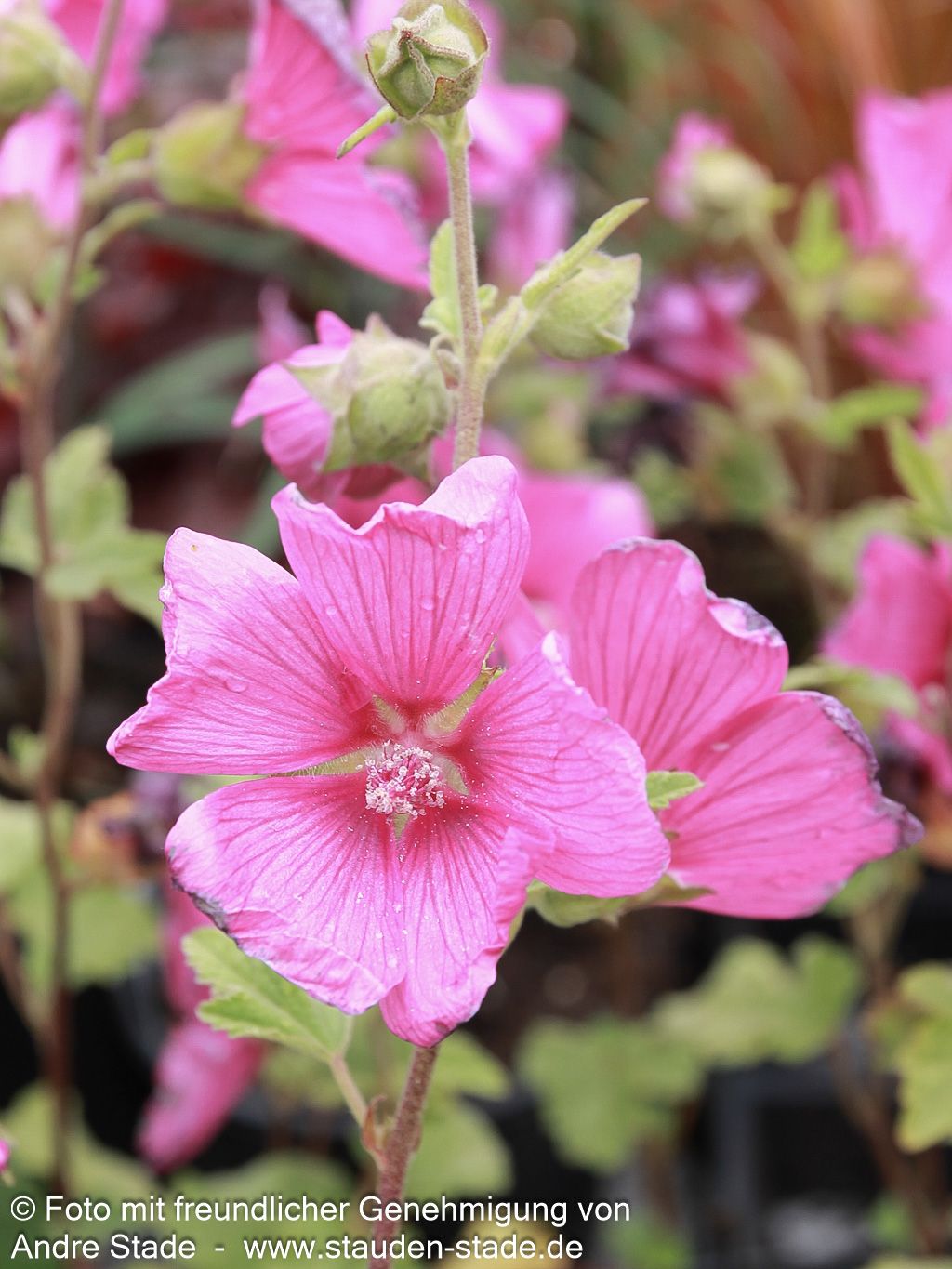 Buschmalve 'Burgundy Wine' (Lavatera x olbia)