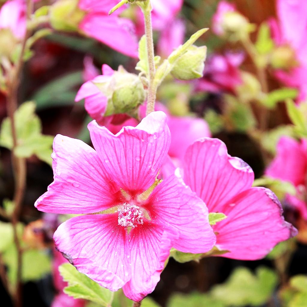 Buschmalve 'Burgundy Wine' (Lavatera x olbia)