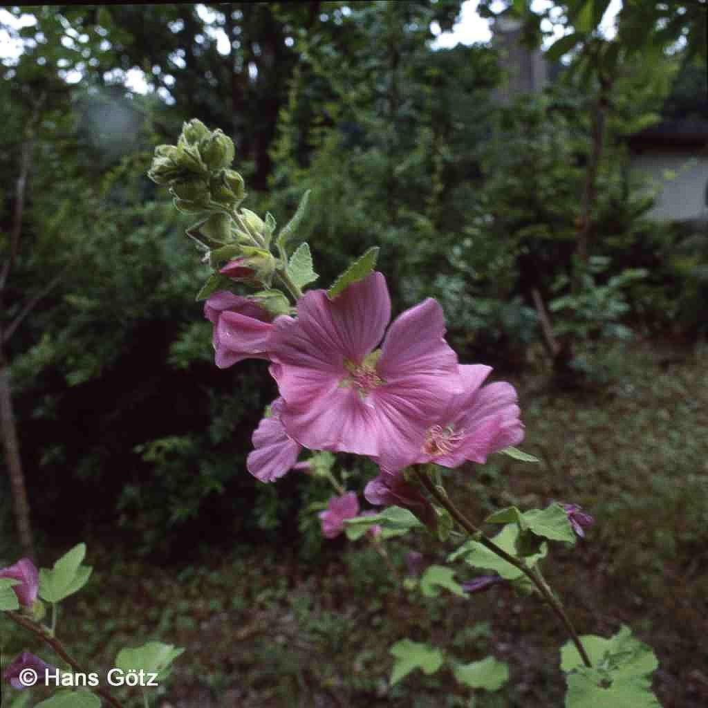 Buschmalve 'Burgundy Wine' (Lavatera x olbia)