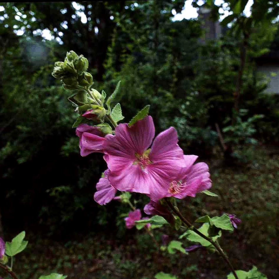 Buschmalve 'Burgundy Wine' (Lavatera x olbia)