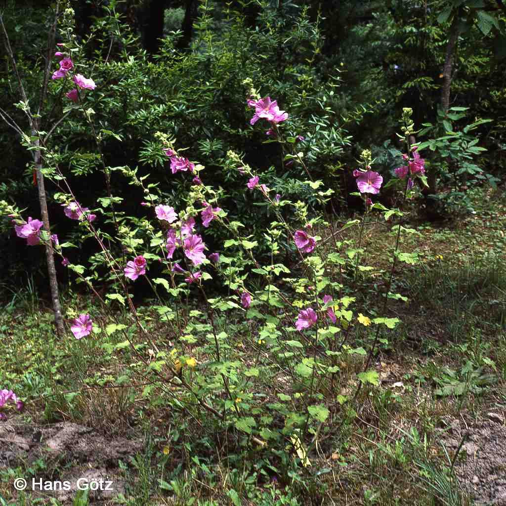 Buschmalve 'Burgundy Wine' (Lavatera x olbia)