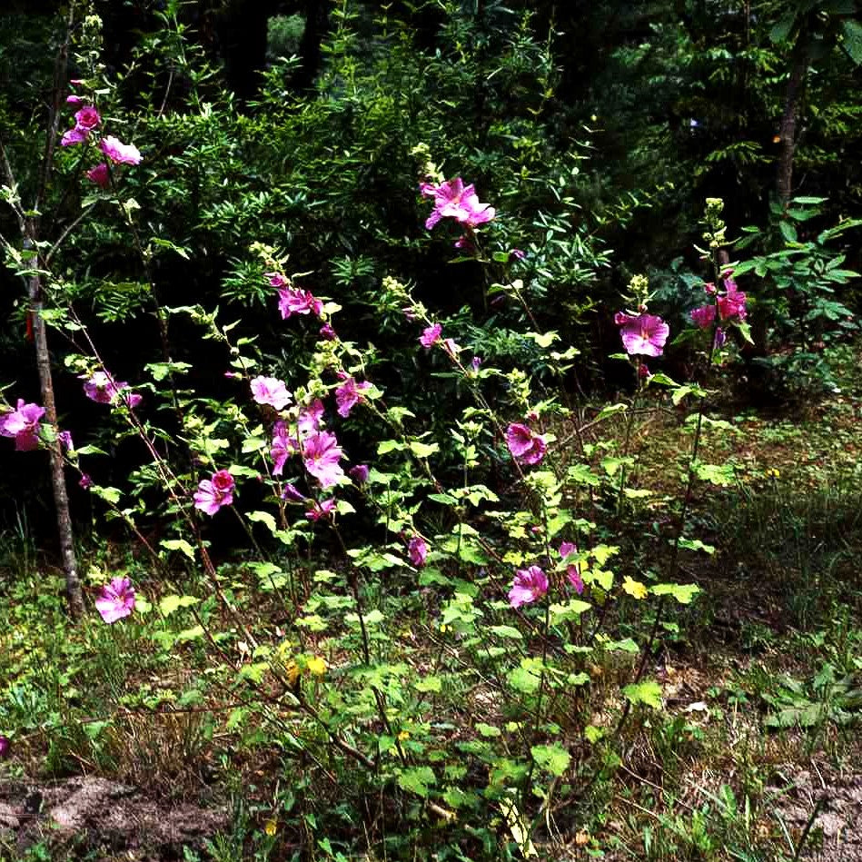 Buschmalve 'Burgundy Wine' (Lavatera x olbia)