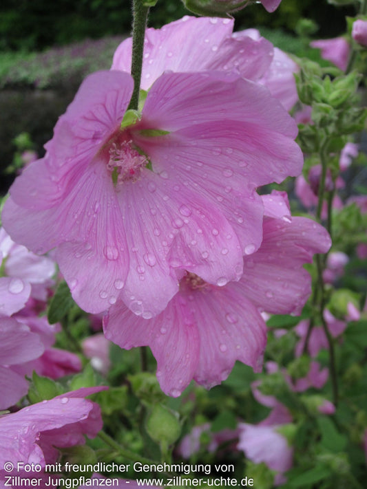 Buschmalve 'Candy Floss' (Lavatera x olbia)