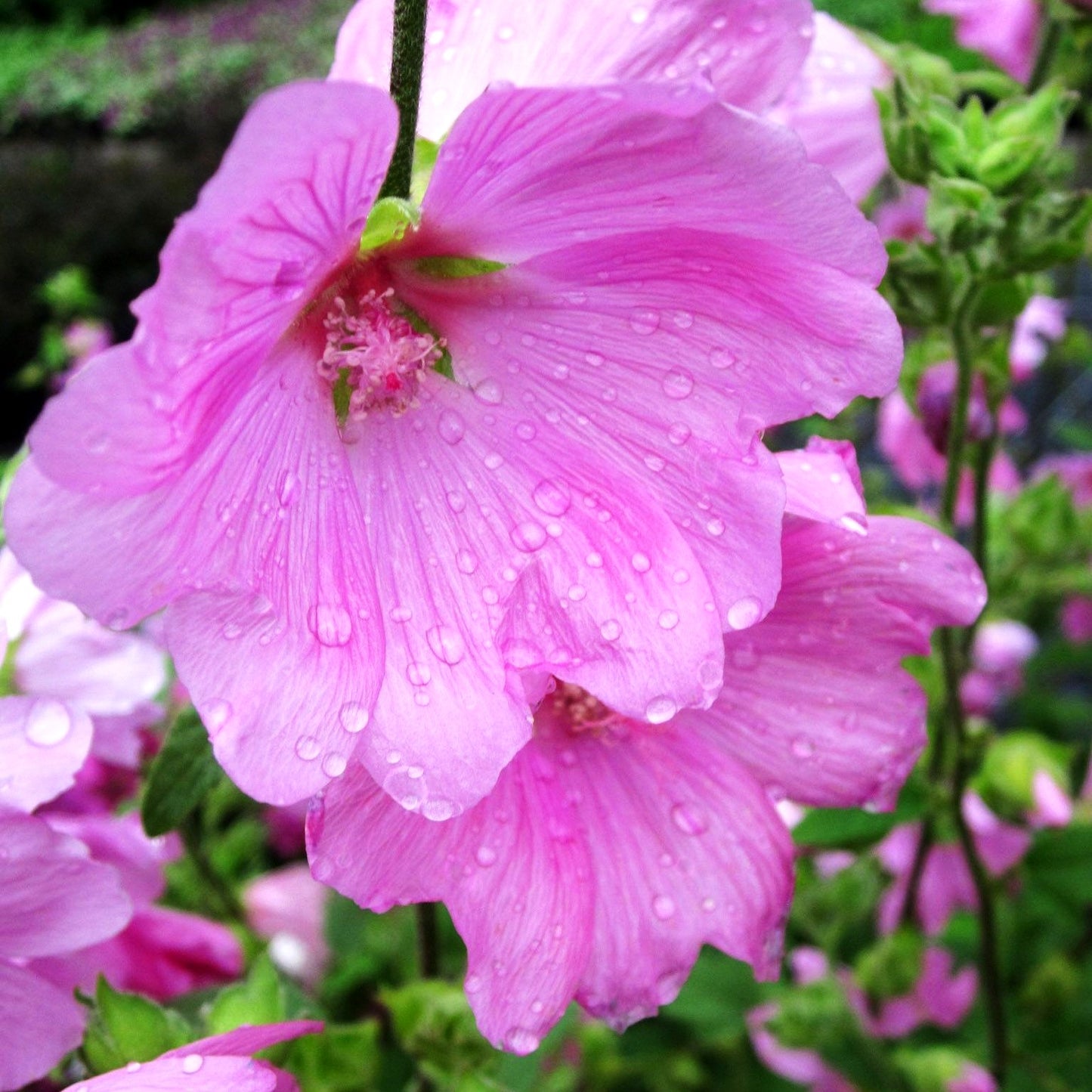 Buschmalve 'Candy Floss' (Lavatera x olbia)