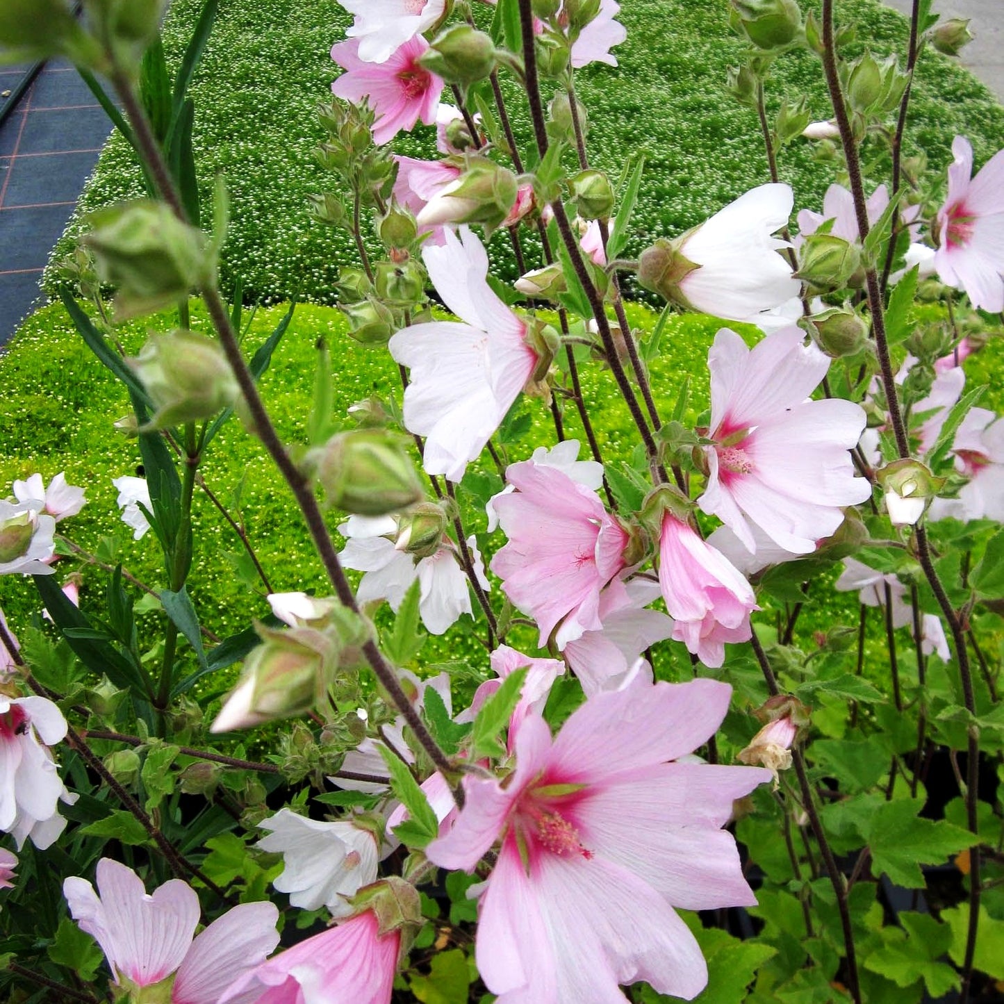Buschmalve 'Candy Floss' (Lavatera x olbia)