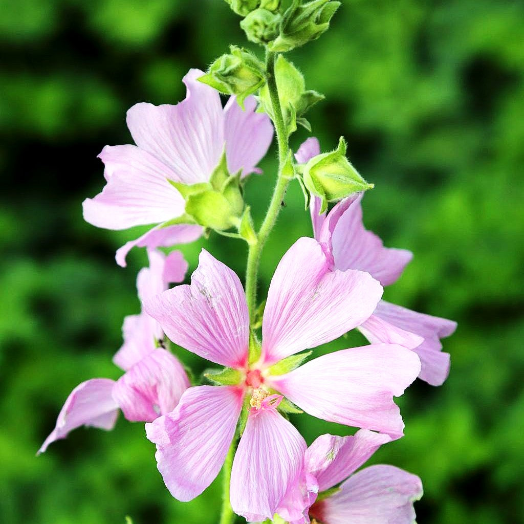 Buschmalve 'Candy Floss' (Lavatera x olbia)