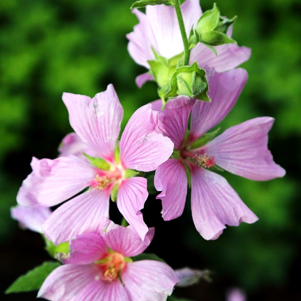 Buschmalve 'Candy Floss' (Lavatera x olbia)