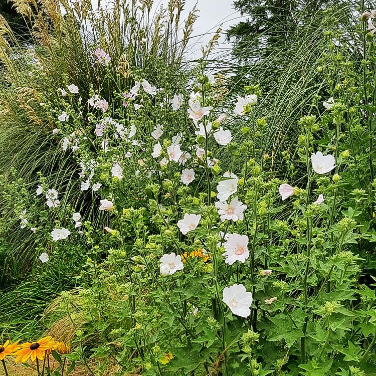 Buschmalve 'Frederique' (Lavatera x olbia)