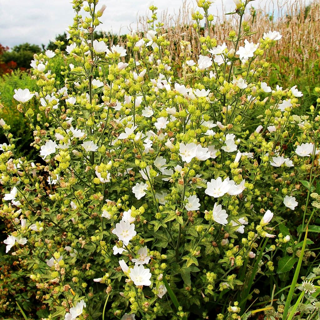 Buschmalve 'Frederique' (Lavatera x olbia)