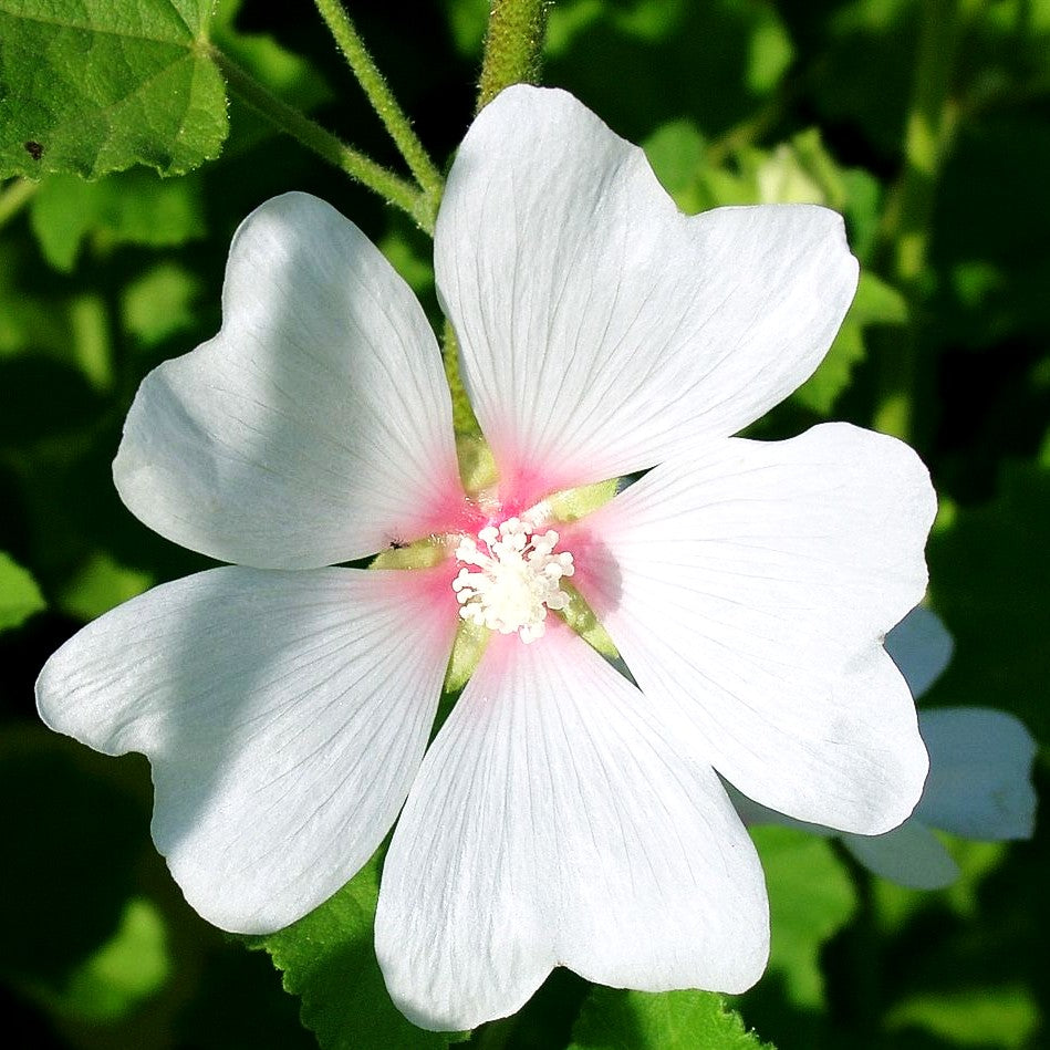 Buschmalve 'Frederique' (Lavatera x olbia)