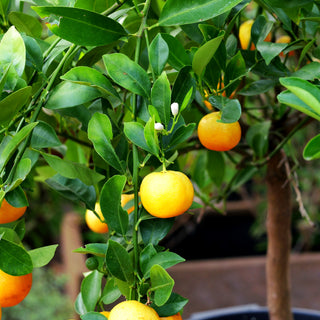 Calamondin (Citrus mitis calamondin)