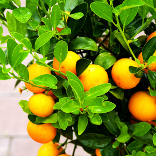 Calamondin (Citrus mitis calamondin)
