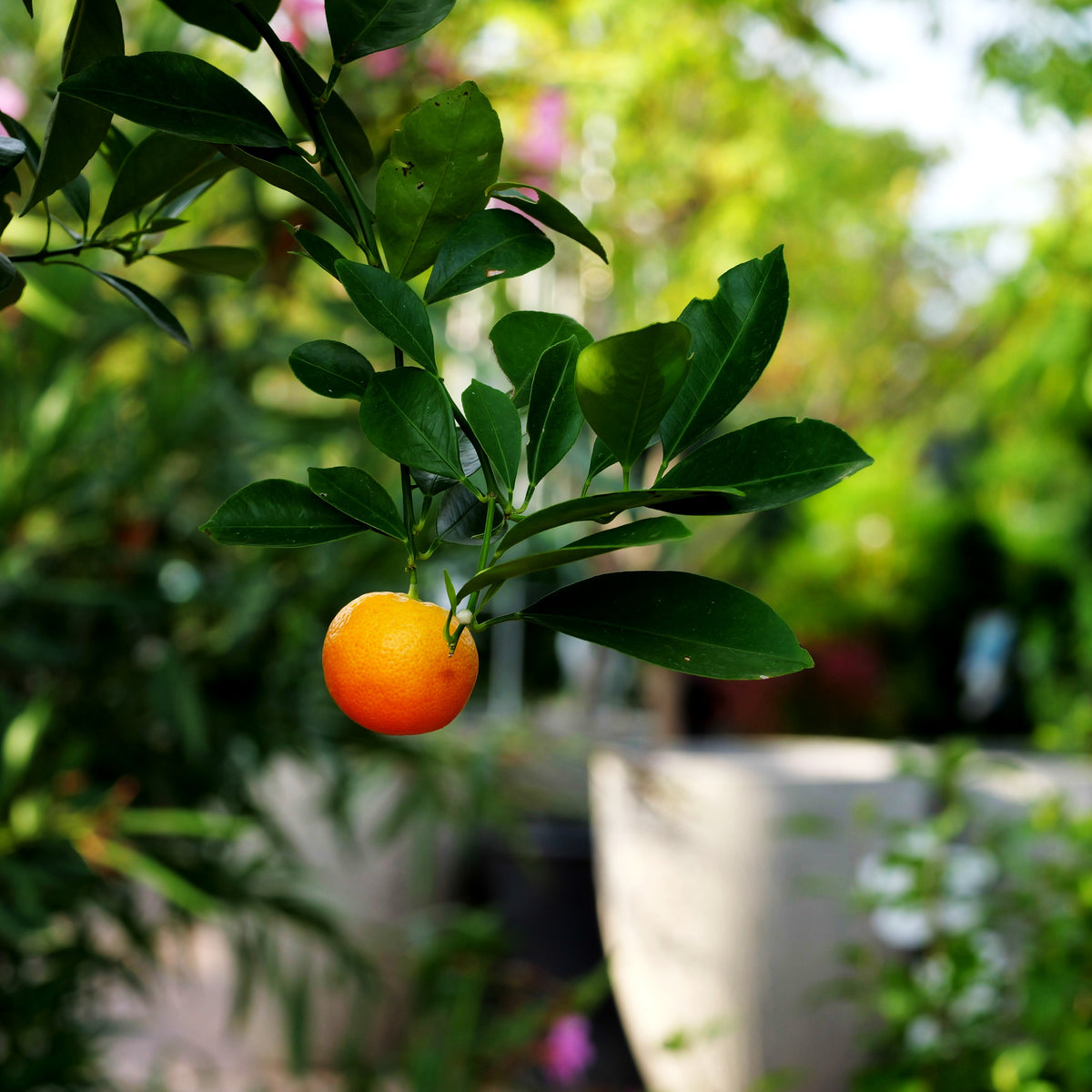 Calamondin (Citrus mitis calamondin)