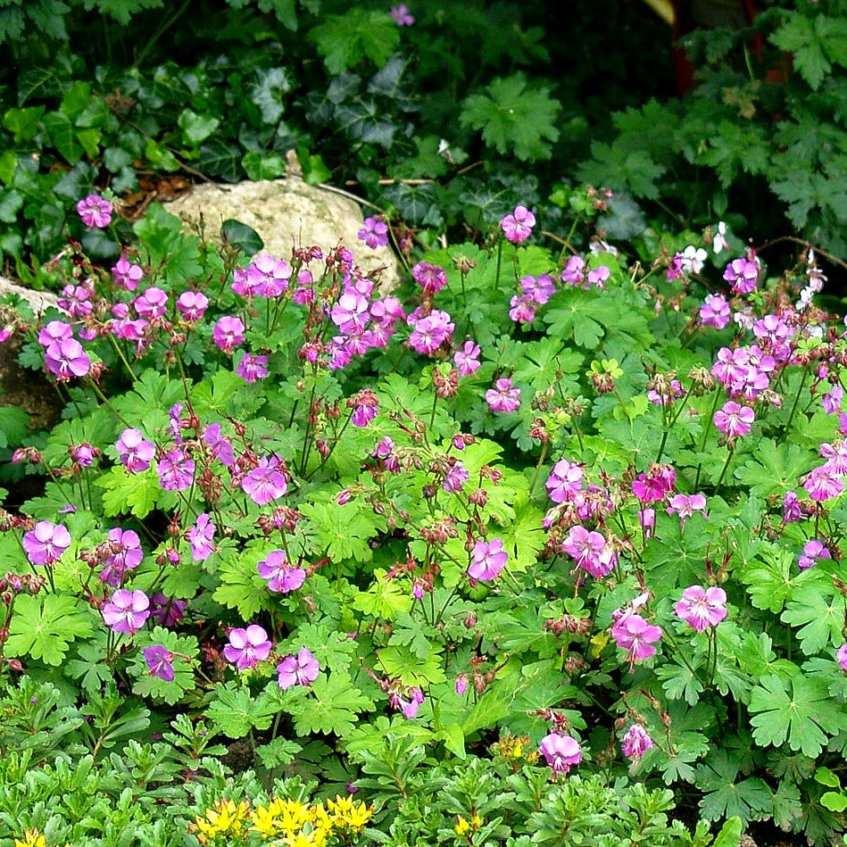 Cambridge - Storchschnabel 'Berggarten' (Geranium x cantabrigiense)