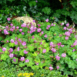 Cambridge - Storchschnabel 'Berggarten' (Geranium x cantabrigiense)