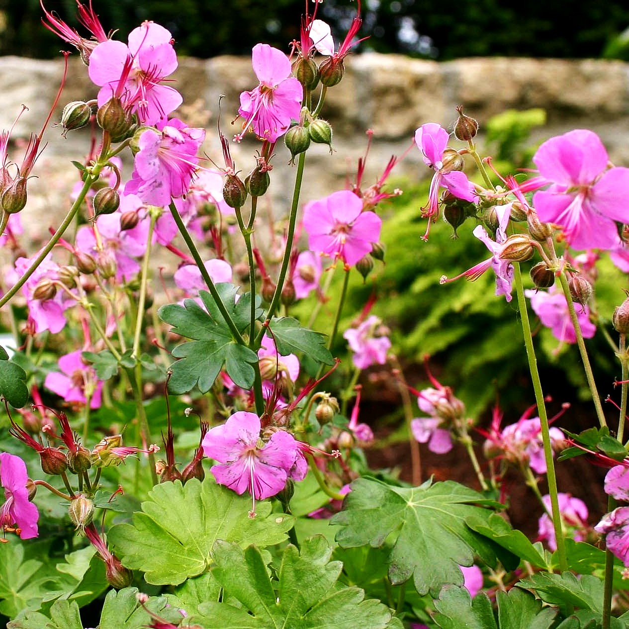 Cambridge - Storchschnabel 'Berggarten' (Geranium x cantabrigiense)