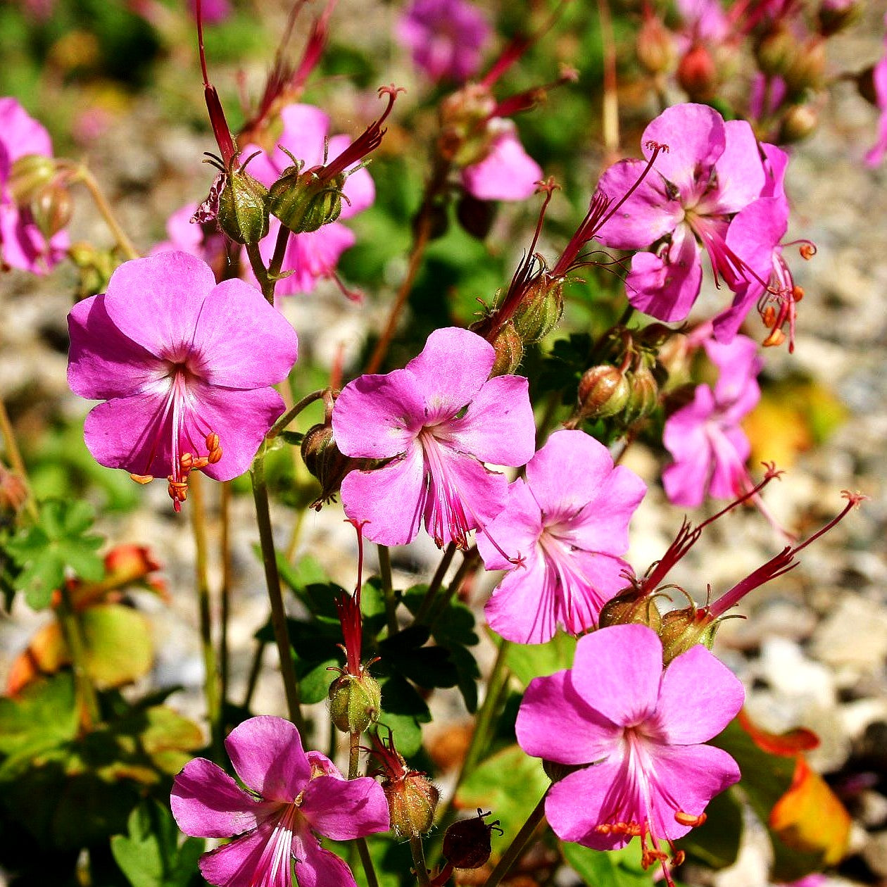 Cambridge - Storchschnabel 'Berggarten' (Geranium x cantabrigiense)