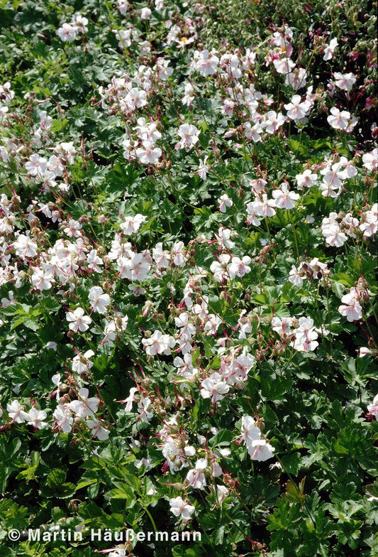Cambridge-Storchschnabel 'Biokovo' (Geranium x cantabrigiense)