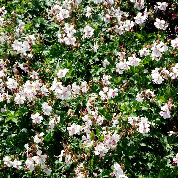 Cambridge-Storchschnabel 'Biokovo' (Geranium x cantabrigiense)