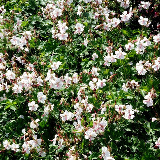 Cambridge-Storchschnabel 'Biokovo' (Geranium x cantabrigiense)