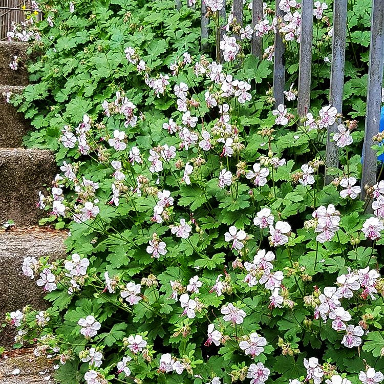 Cambridge-Storchschnabel 'Biokovo' (Geranium x cantabrigiense)