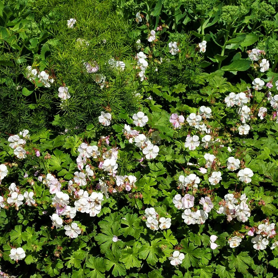 Cambridge-Storchschnabel 'Biokovo' (Geranium x cantabrigiense)
