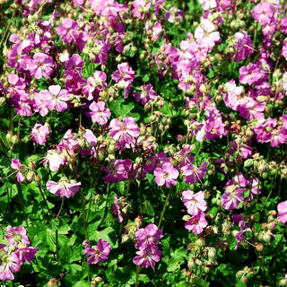 Cambridge-Storchschnabel 'Cambridge' (Geranium x cantabrigiense)