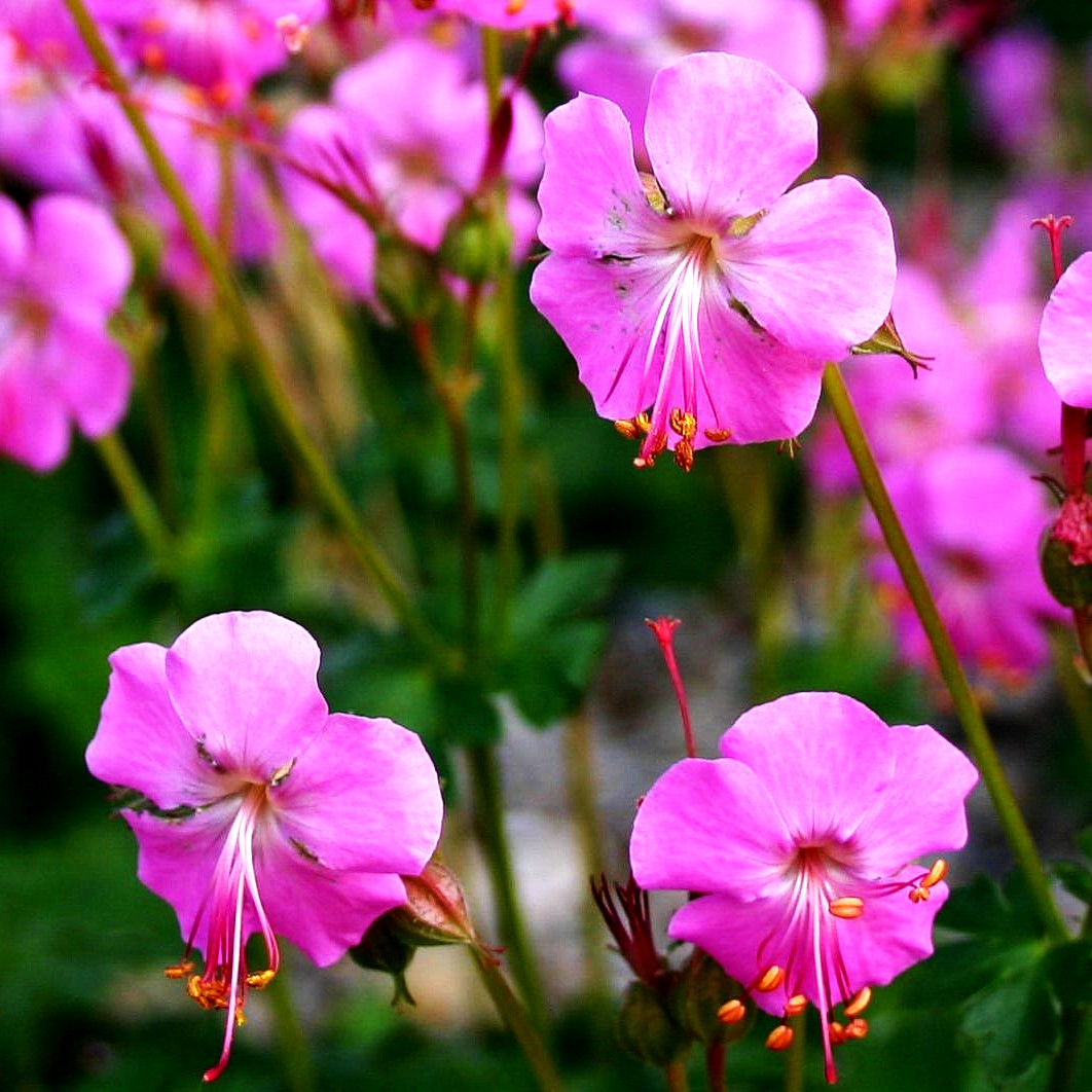 Cambridge-Storchschnabel 'Cambridge' (Geranium x cantabrigiense)