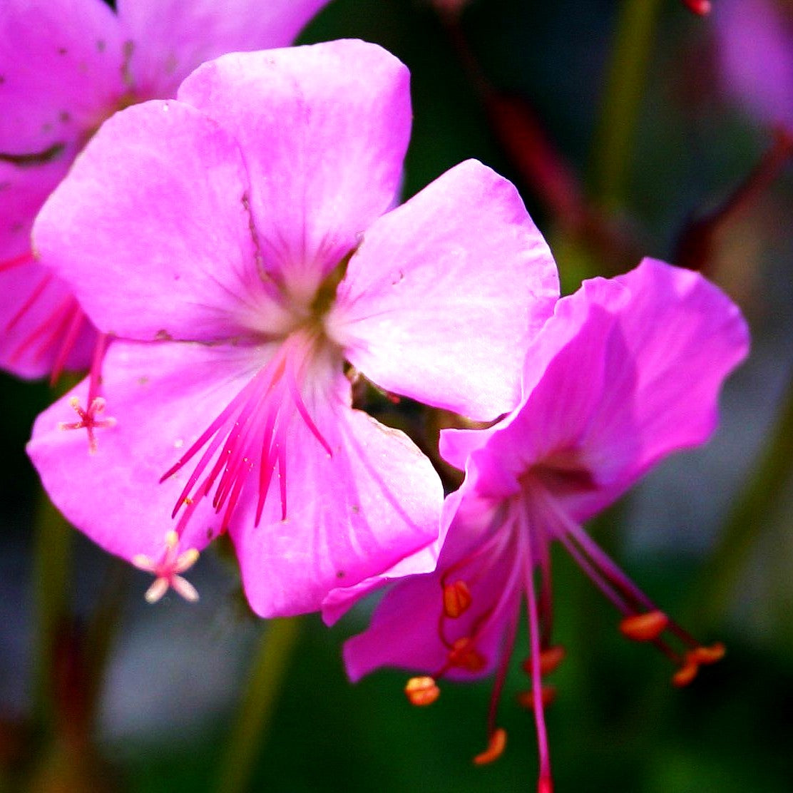 Cambridge-Storchschnabel 'Cambridge' (Geranium x cantabrigiense)