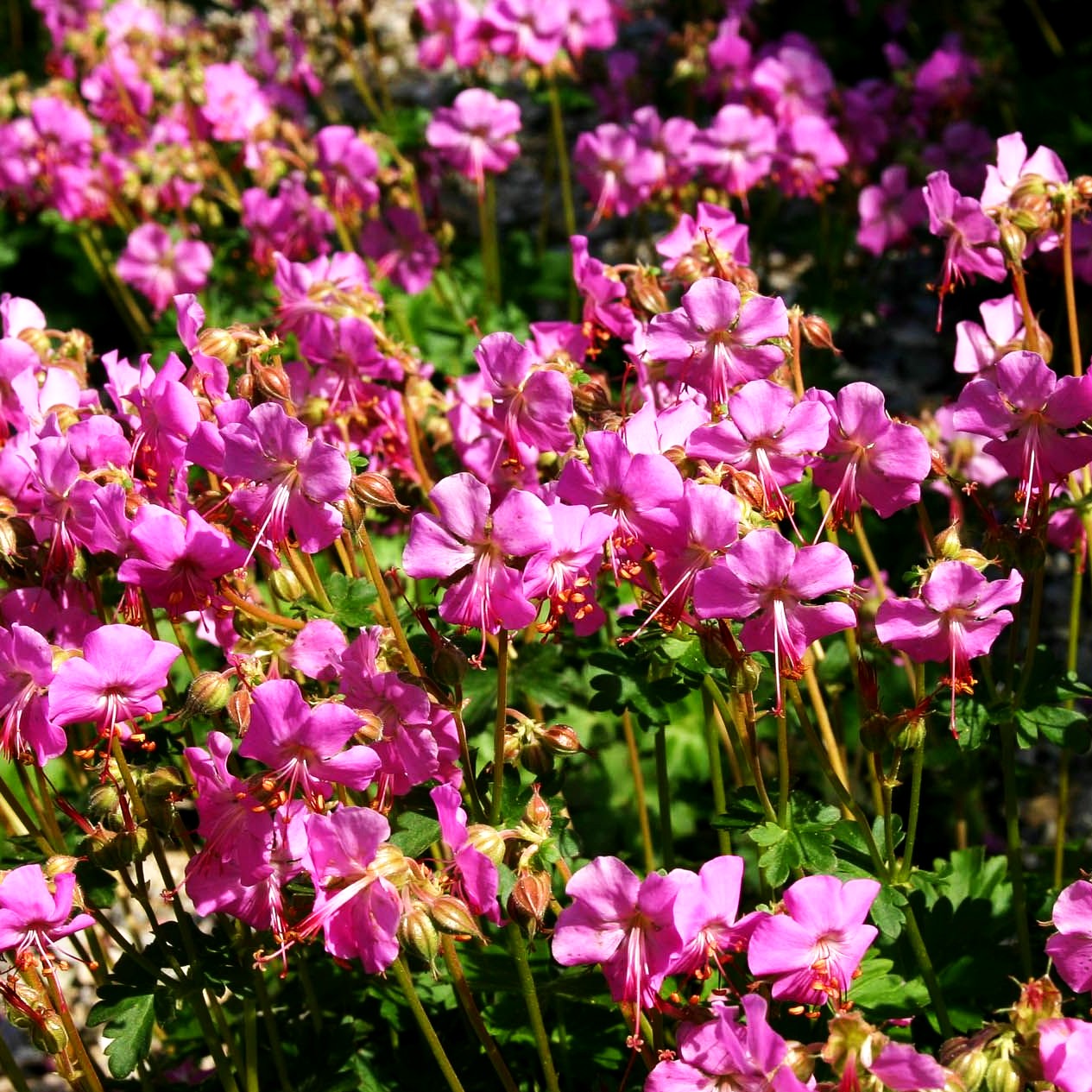 Cambridge-Storchschnabel 'Cambridge' (Geranium x cantabrigiense)