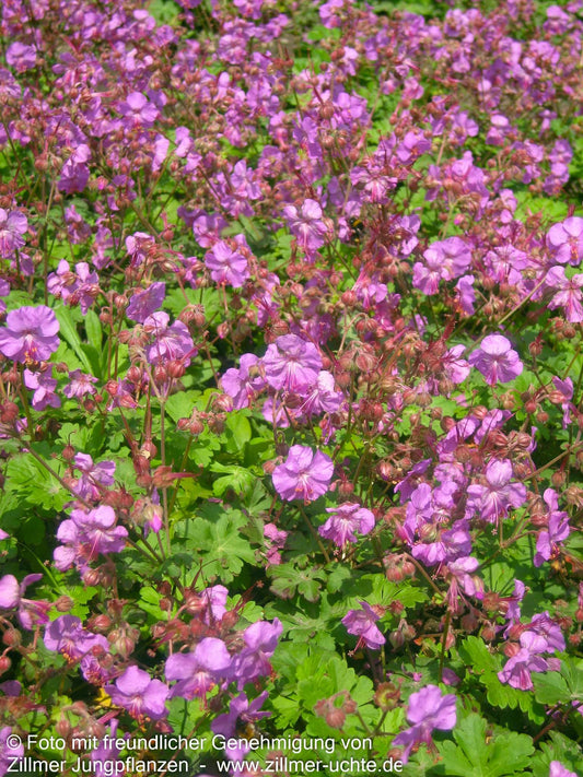 Cambridge-Storchschnabel 'Karmina' (Geranium x cantabrigiense)