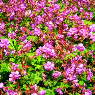 Cambridge-Storchschnabel 'Karmina' (Geranium x cantabrigiense)