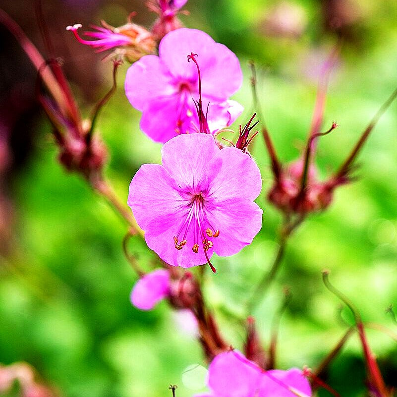 Cambridge-Storchschnabel 'Karmina' (Geranium x cantabrigiense)