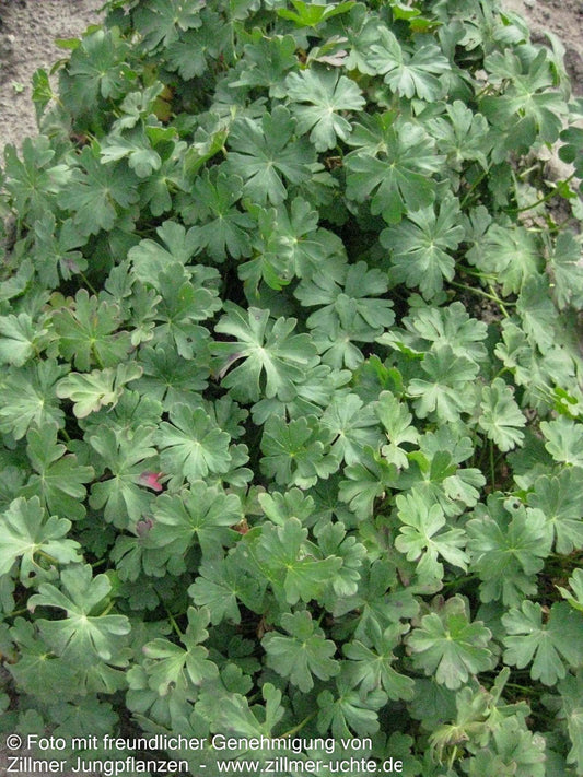 Cambridge-Storchschnabel 'Saint Ola' (Geranium x cantabrigiense)