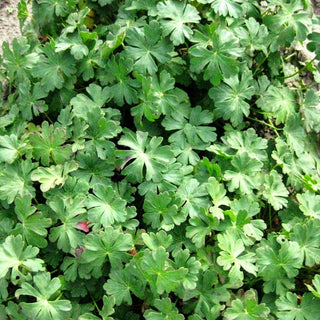 Cambridge-Storchschnabel 'Saint Ola' (Geranium x cantabrigiense)