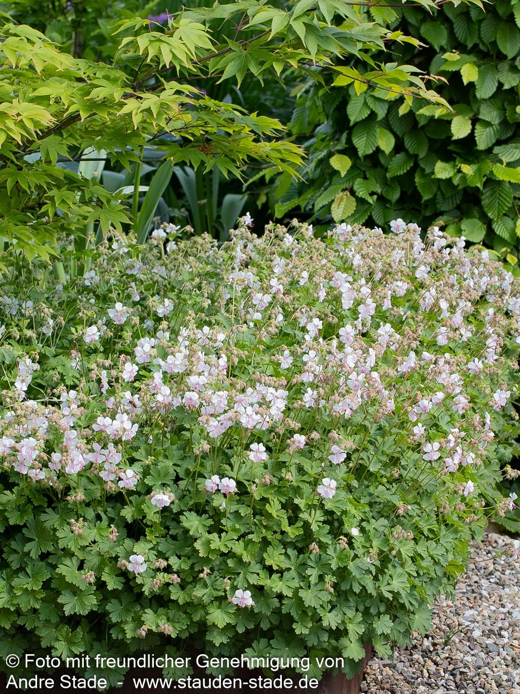 Cambridge-Storchschnabel 'Saint Ola' (Geranium x cantabrigiense)