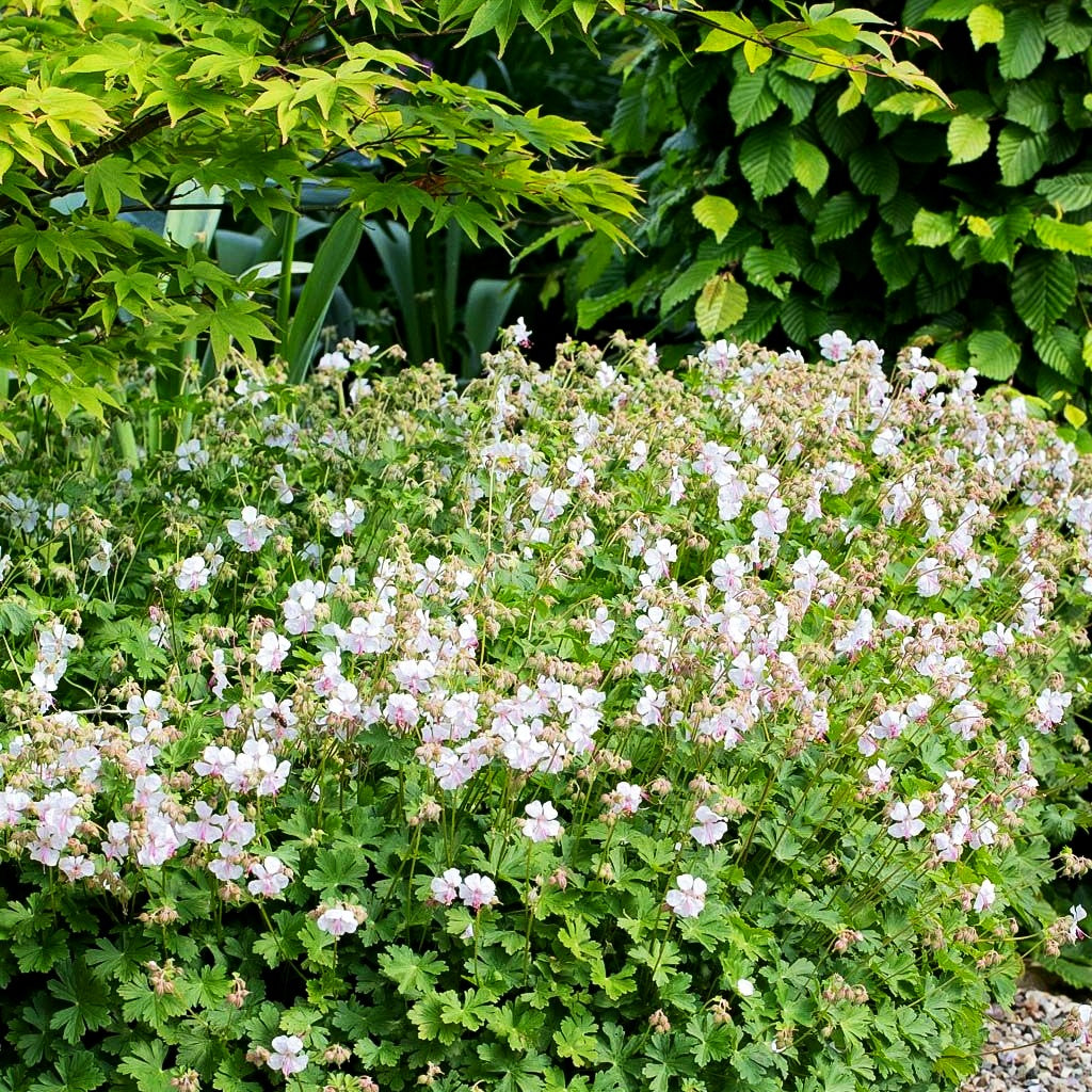 Cambridge-Storchschnabel 'Saint Ola' (Geranium x cantabrigiense)