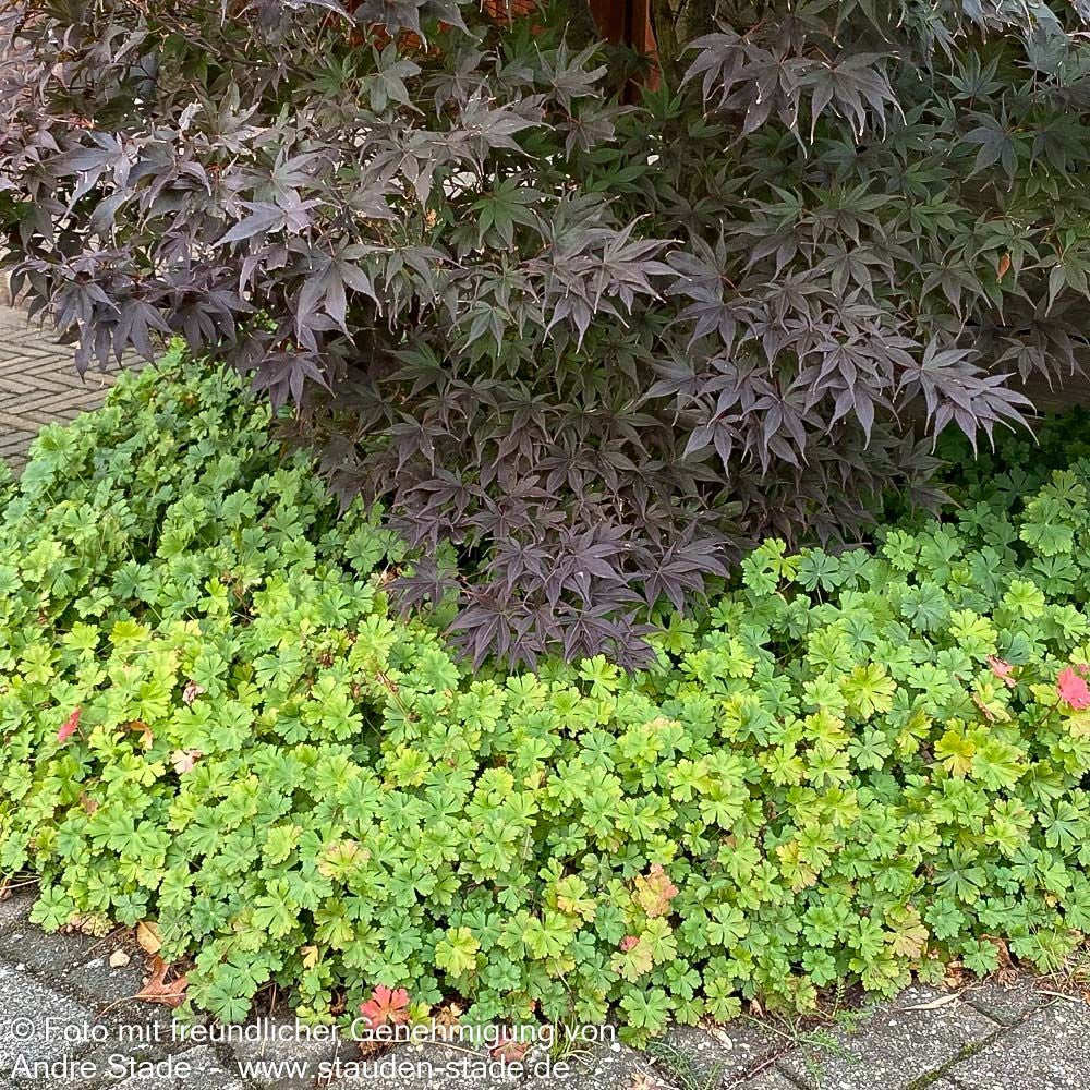 Cambridge-Storchschnabel 'Saint Ola' (Geranium x cantabrigiense)