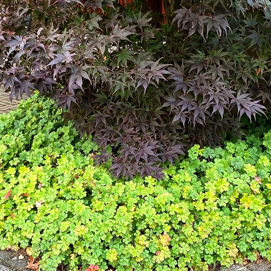 Cambridge-Storchschnabel 'Saint Ola' (Geranium x cantabrigiense)