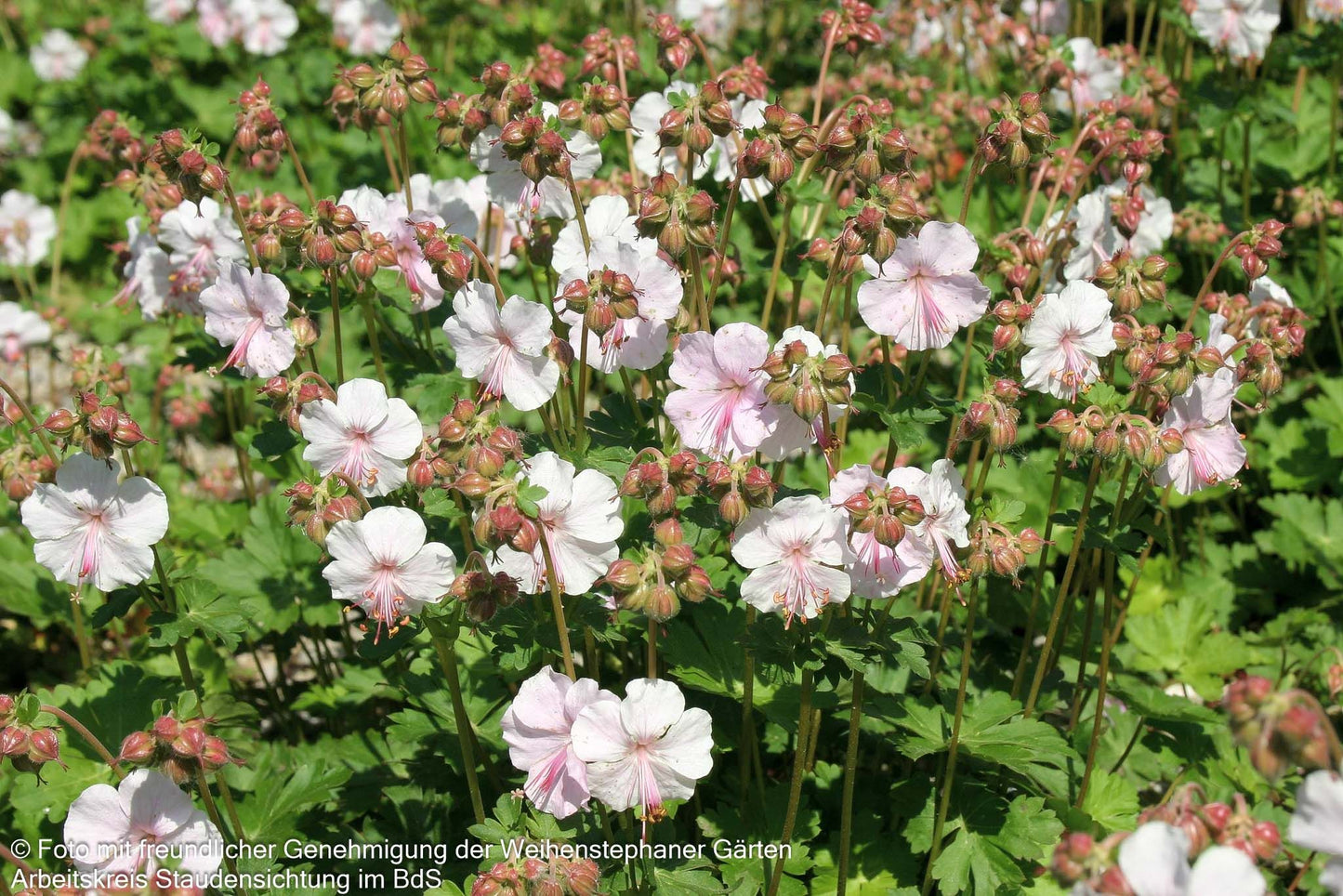 Cambridge-Storchschnabel 'Saint Ola' (Geranium x cantabrigiense)