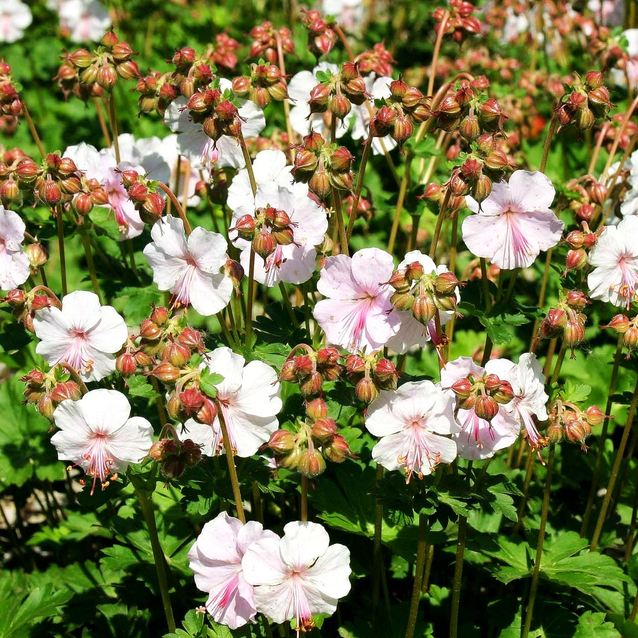 Cambridge-Storchschnabel 'Saint Ola' (Geranium x cantabrigiense)