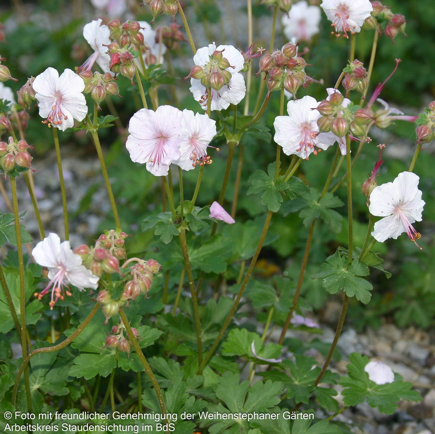 Cambridge-Storchschnabel 'Saint Ola' (Geranium x cantabrigiense)