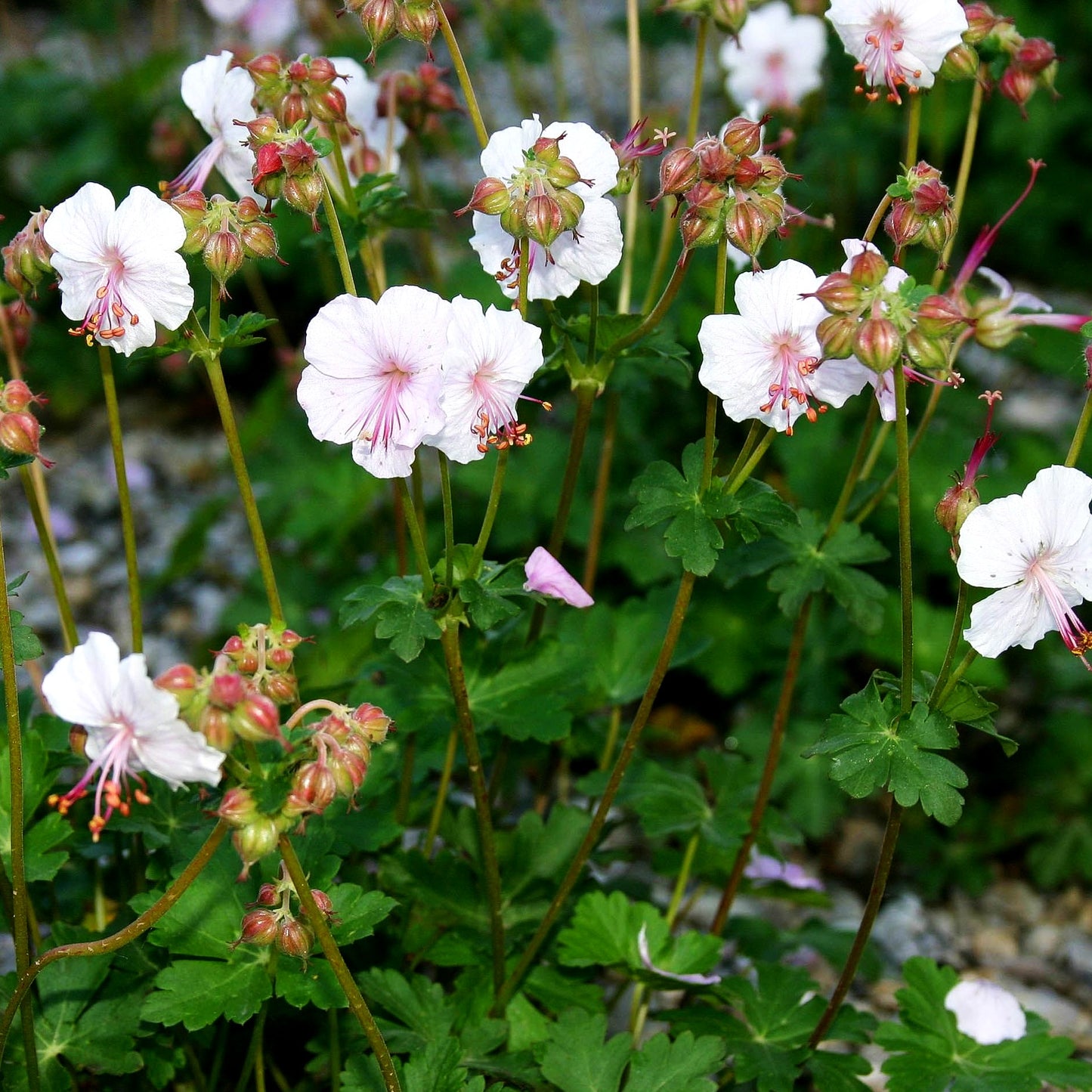 Cambridge-Storchschnabel 'Saint Ola' (Geranium x cantabrigiense)