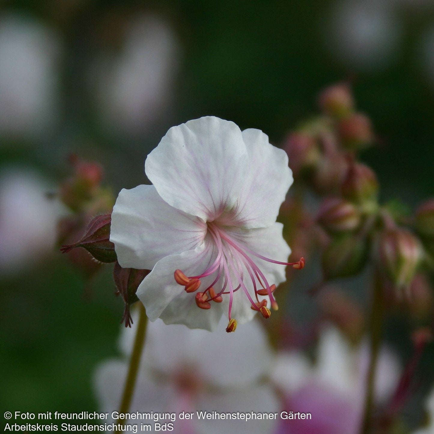 Cambridge-Storchschnabel 'Saint Ola' (Geranium x cantabrigiense)