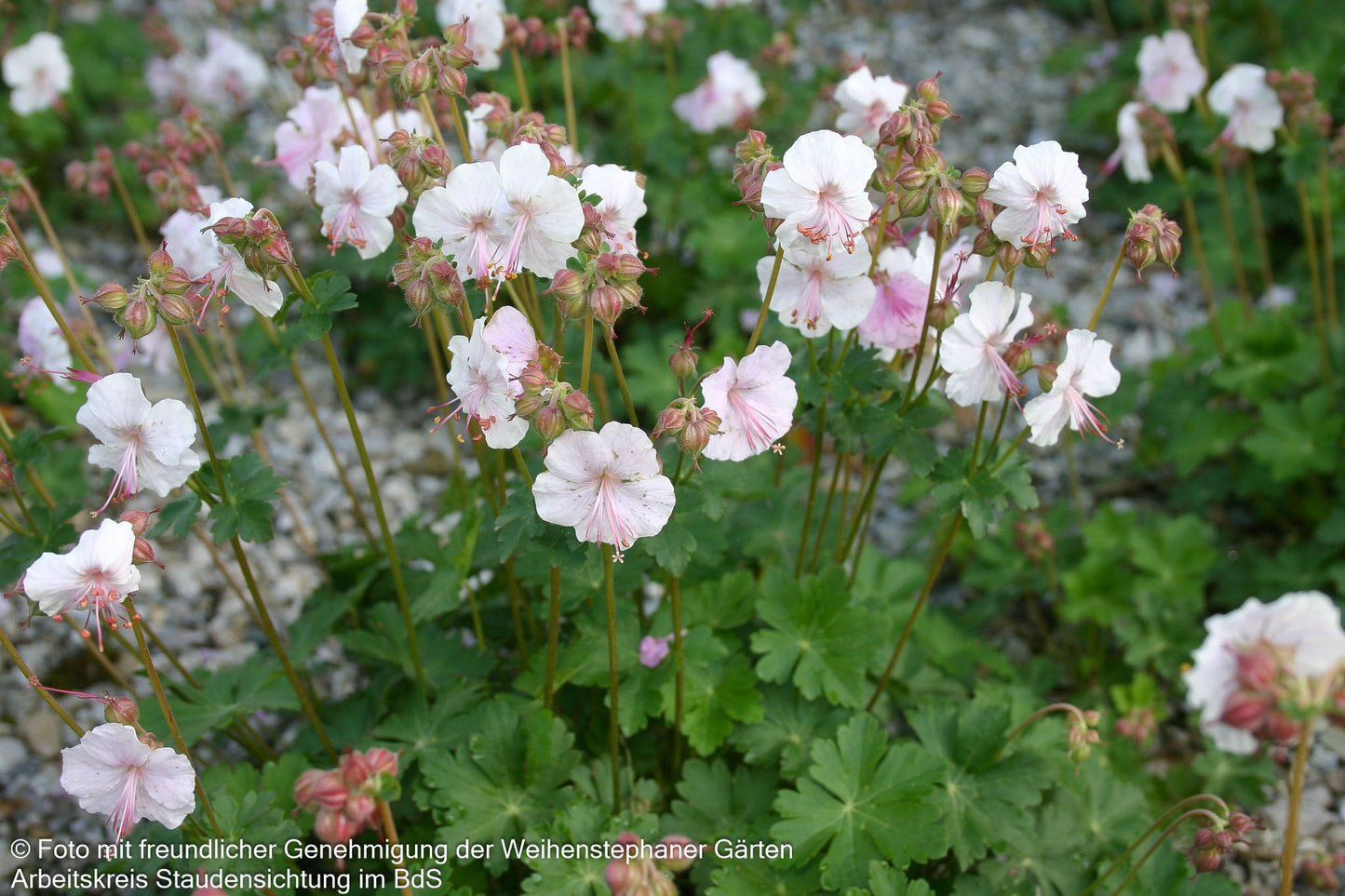 Cambridge-Storchschnabel 'Saint Ola' (Geranium x cantabrigiense)