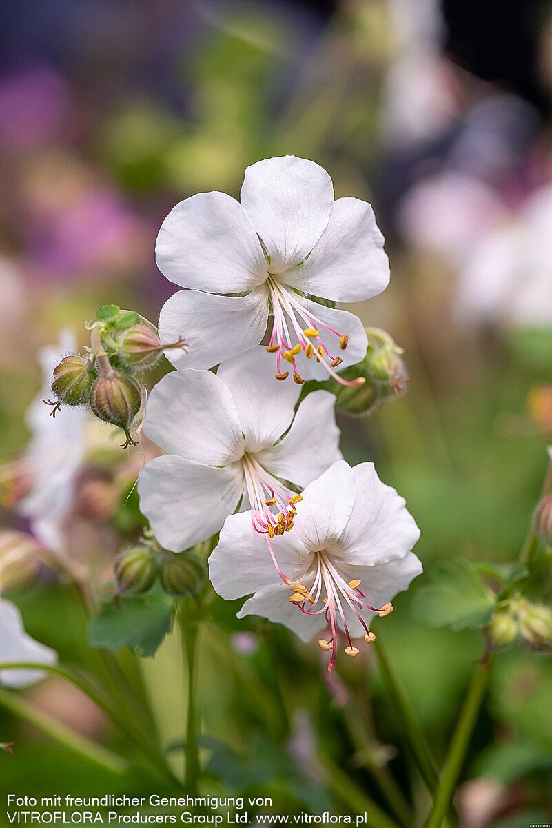 Cambridge-Storchschnabel 'Saint Ola' (Geranium x cantabrigiense)