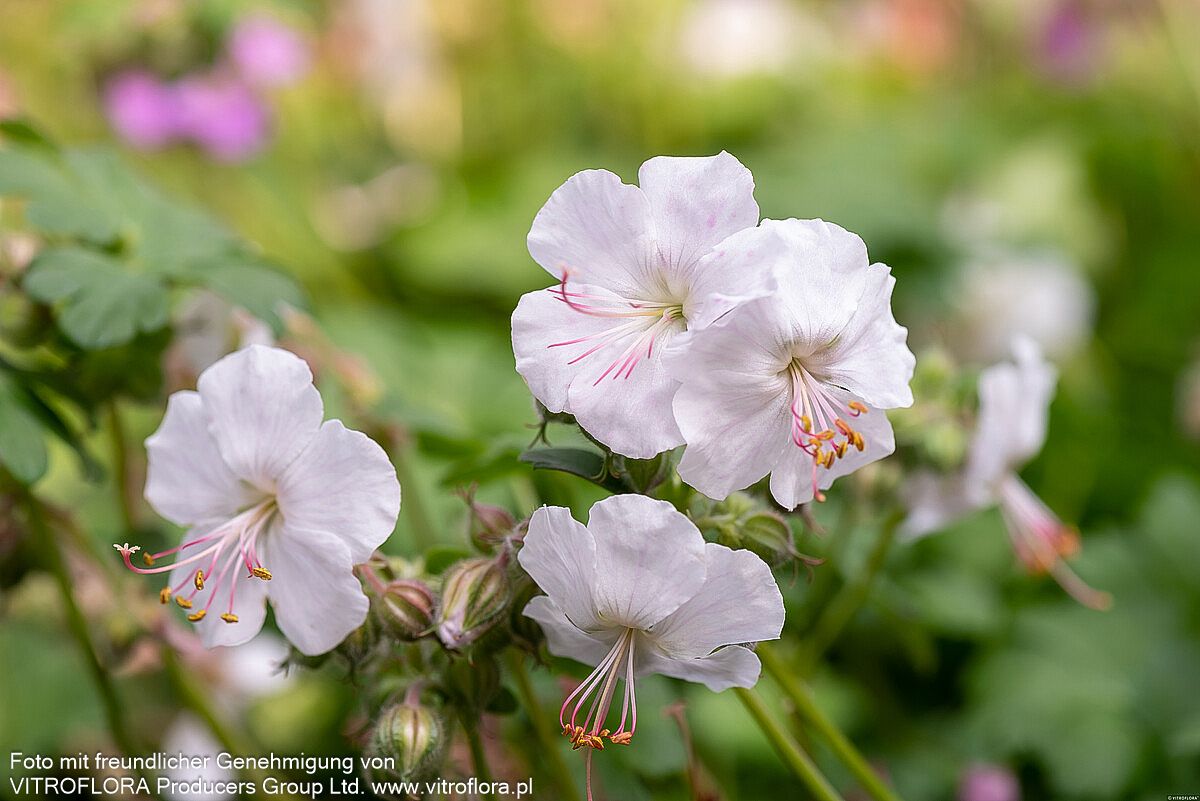 Cambridge-Storchschnabel 'Saint Ola' (Geranium x cantabrigiense)