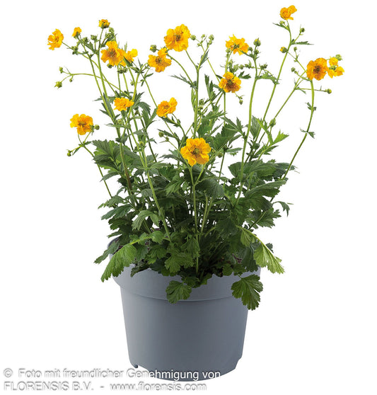 Chilenische Nelkenwurz 'Lady Stratheden' (Geum chiloense)